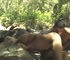 foto pornô do filme Prazeres na Selva 2